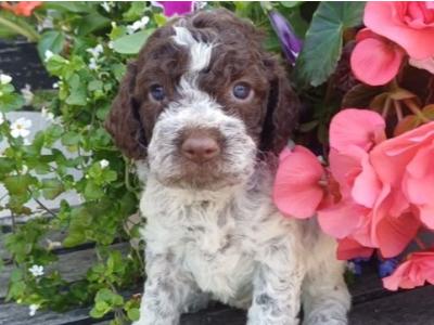 Lagotto Romagnolo (Italian Water dog) puppies in Down