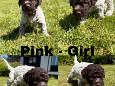 Lagotto Romagnolo (Italian Water dog) puppies in Down