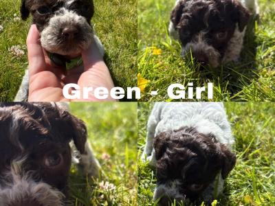 Lagotto Romagnolo (Italian Water dog) puppies in Down