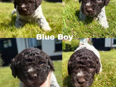 Lagotto Romagnolo (Italian Water dog) puppies in Down