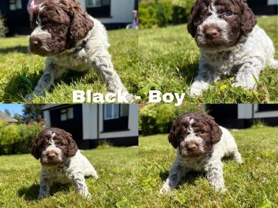 Lagotto Romagnolo (Italian Water dog) puppies in Down