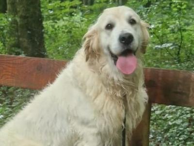Golden Retriever IKC Registered- Champion Bloodline- in Kilkenny