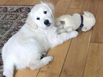 Golden Retriever IKC Registered- Champion Bloodline- in Kilkenny