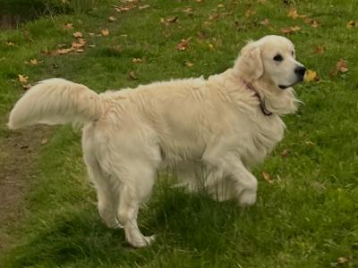 Golden Retriever IKC Registered- Champion Bloodline- in Kilkenny