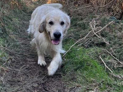 Golden Retriever IKC Registered- Champion Bloodline- in Kilkenny