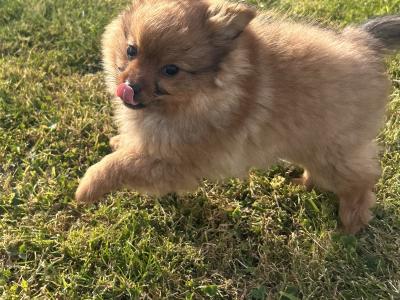 Male Pomeranian x Border Collie puppy for sale in Kerry