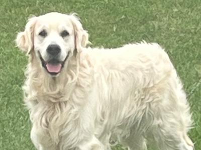 Golden Retriever IKC Registered- Champion Bloodline- in Kilkenny