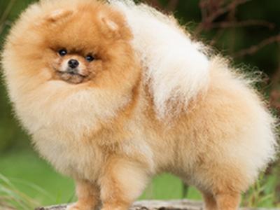 💙 Male Pomeranian puppy 💙 IKC Registered (pending) for sale in Laois
