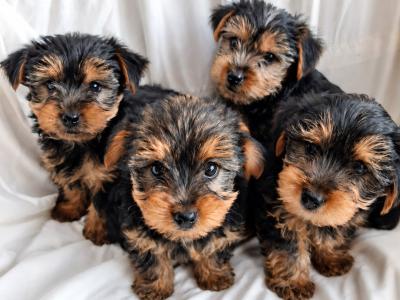 Yorkshire Terrier puppies for sale in Limerick