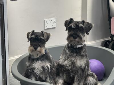 Miniature Schnauzer puppies in Dublin  hypoallergenic(non shed)