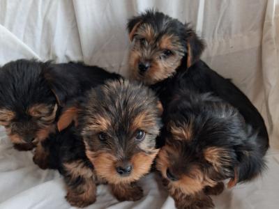 Yorkshire Terrier puppies for sale in Limerick