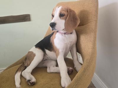 Beautiful Pedigree IKC Registered female Beagle puppy in Dublin