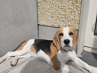 Beautiful Pedigree IKC Registered female Beagle puppy in Dublin