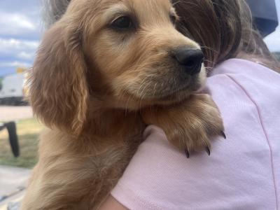 Golden Irish puppies in Cork