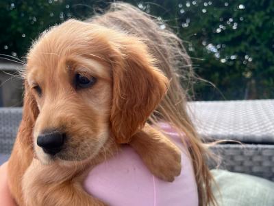 Golden Irish puppies in Cork
