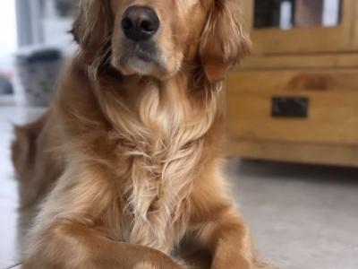 Golden Irish puppies in Cork