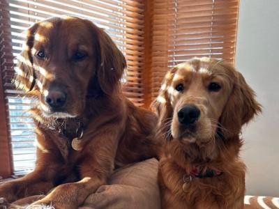 Golden Irish puppies in Cork