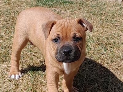 2 IKC Registered (pending) Staffordshire Bull Terrier puppies in Tipperary