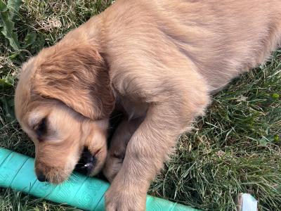 Golden Irish puppies in Cork