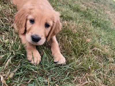 Golden Irish puppies in Cork