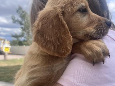 Golden Irish puppies in Cork