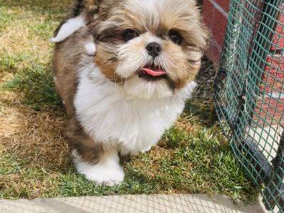 2 IKC Registered Pedigree Shih Tzu puppies in Dublin