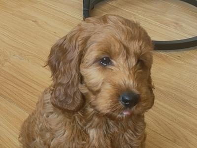 Miniature Cockapoo puppies