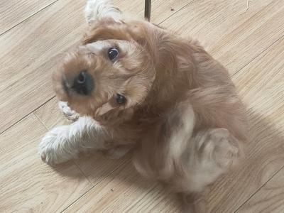 Miniature Cockapoo puppies