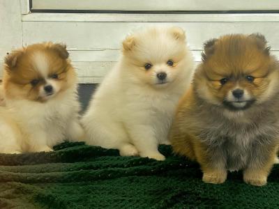 Beautiful Pomeranian puppies 🐶IKC registered