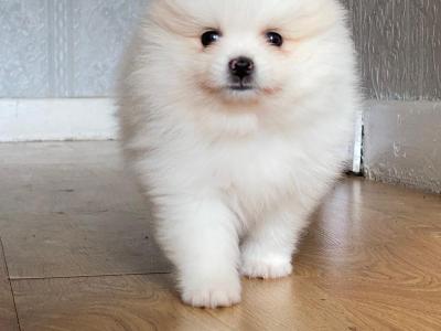 Beautiful Pomeranian puppies 🐶IKC registered