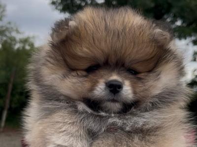 Beautiful Pomeranian puppies 🐶IKC registered