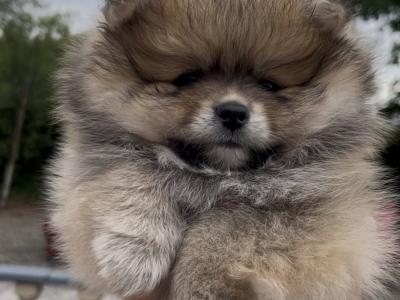 Beautiful Pomeranian puppies 🐶IKC registered