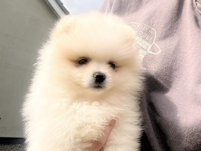 Beautiful Pomeranian puppies 🐶IKC registered