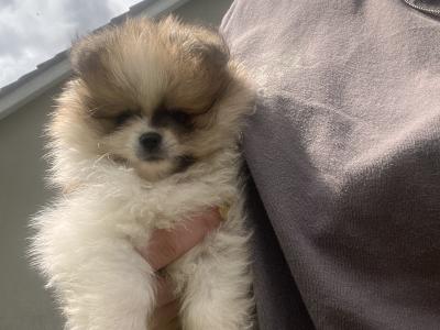 Beautiful Pomeranian puppies 🐶IKC registered