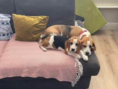 Beautiful Pedigree IKC Registered female Beagle puppy in Dublin