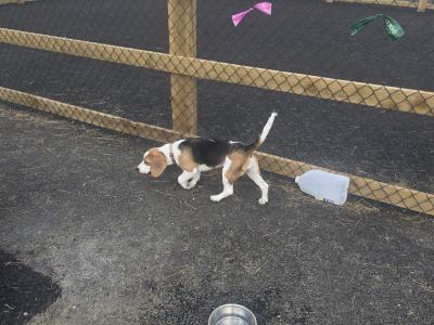 Beautiful Pedigree IKC Registered female Beagle puppy in Dublin