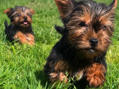 Miniature Yorkshire Terrier puppies in Carlow
