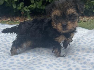 Miniature Yorkshire Terrier puppies in Carlow