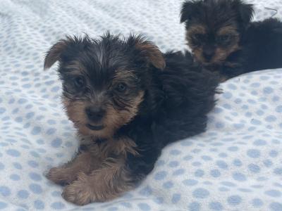 Miniature Yorkshire Terrier puppies in Carlow