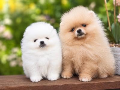 Charming IKC Registered (pending) Miniature Pomeranian puppies in Laois