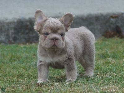 French Bulldogs puppies