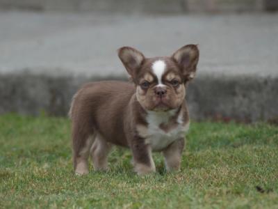 French Bulldogs puppies