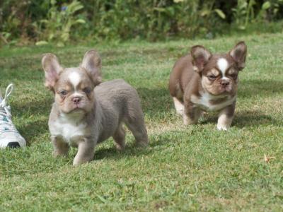 French Bulldogs puppies