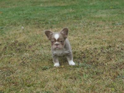 French Bulldogs puppies