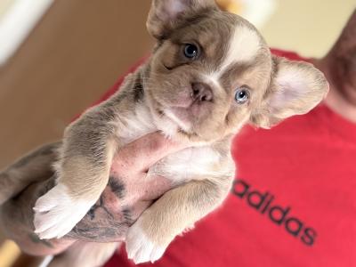French Bulldogs puppies