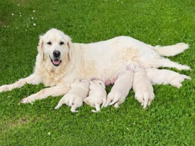 Gorgeous Golden Retriever puppies Cork IKC registration available