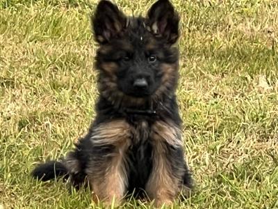 Long Coat German Shepherd puppies in Waterford