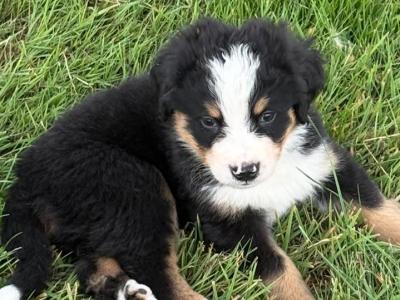 IKC Registered (pending) Bernese Mountain Dog puppies in Wicklow