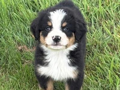 IKC Registered (pending) Bernese Mountain Dog puppies in Wicklow