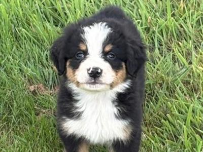 IKC Registered Bernese Mountain Dog puppies in Wicklow